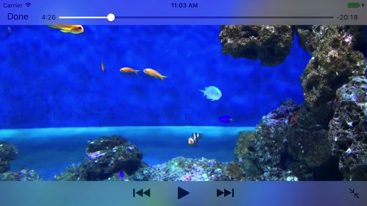 Aquarium Videos 3D