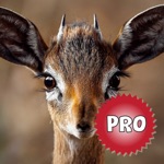 Easy Deer Hunting Calls Pro Finest Hunting Calls