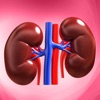Learn Kidney Anatomy