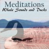 Meditations Whale Sounds Ducks