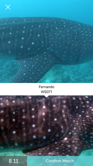 Whale Shark Network Maldives(圖5)-速報App