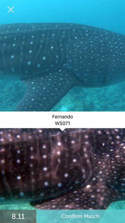 Whale Shark Network Maldives screenshot-4