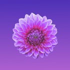 Top 20 Stickers Apps Like Flowers - Stickers - Best Alternatives