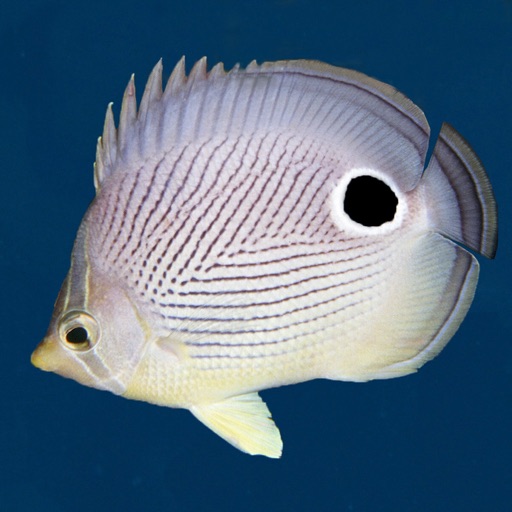 Easy Fish ID Caribbean