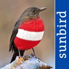 Alle Vögel Österreich - Bestimmen, Identifizieren