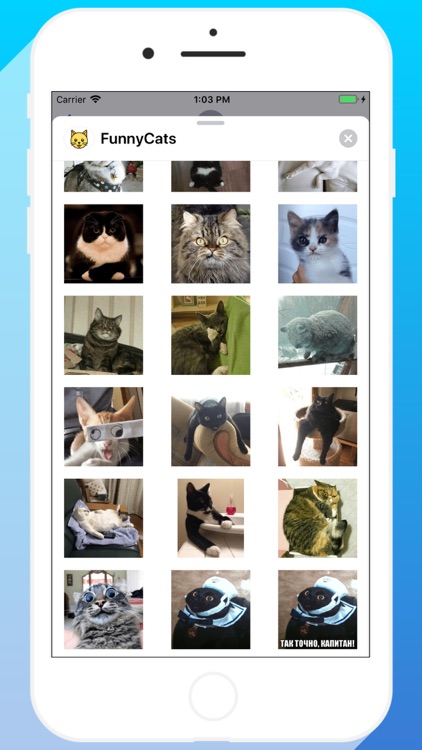Talkitty - Cats Stickers screenshot-5