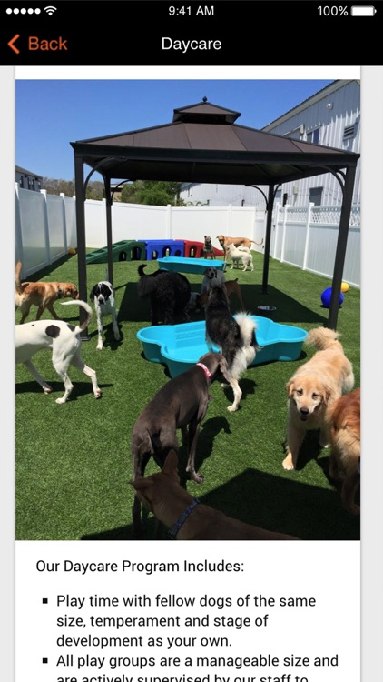 Cape Cod Dog Center