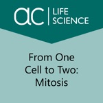 From One Cell to Two Mitosis