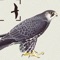 A high-quality digital field guide, with bird names in 15 languages, covering 352 species of birds regularly seen in Northern Europe