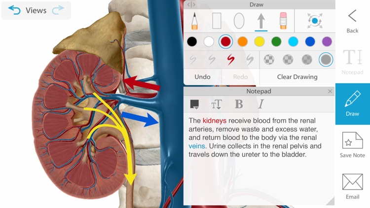 Human Anatomy Atlas 2021 screenshot-3