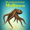 Diversity in Living: Mollusca