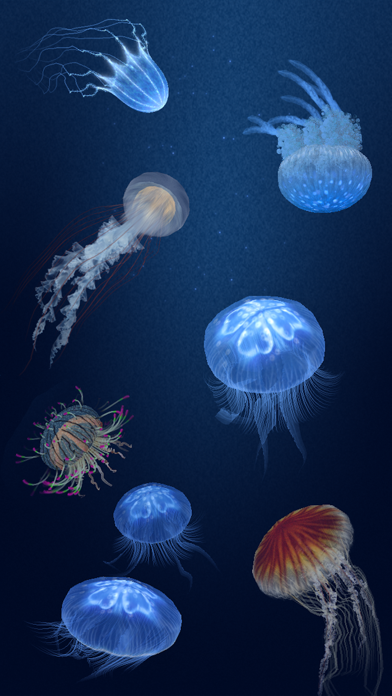 Jellyfish Heaven - relax & sleep well in good dreams screenshot