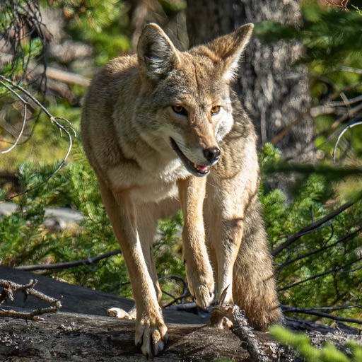 Ultimate Coyote Calls