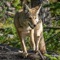 Ultimate Coyote Calls can help you call coyote and other animals to your location