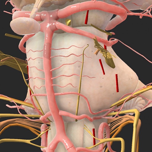 Brainstem and SEZ anatomy iOS App