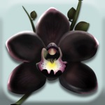 The Black Orchid - Idle Garden