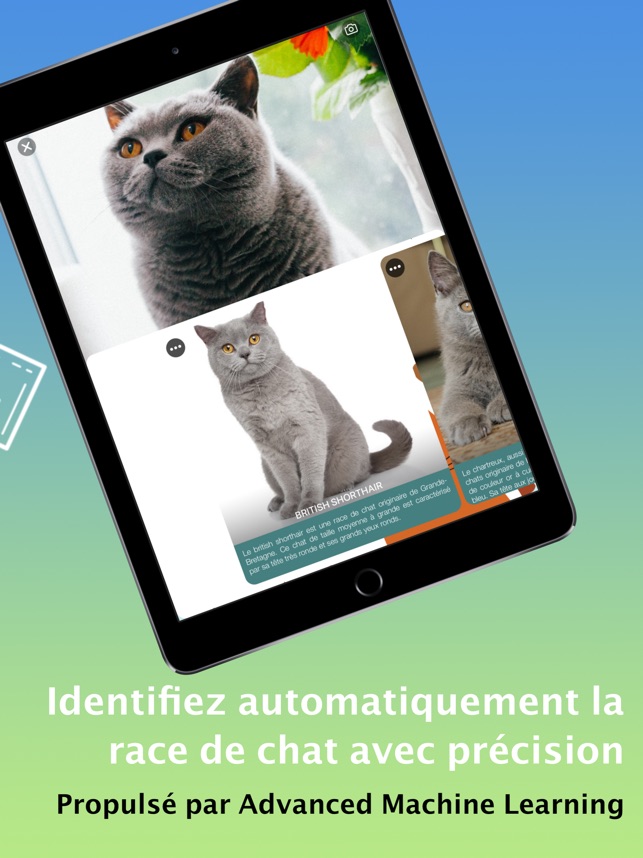 Identification De Race De Chat Dans L App Store