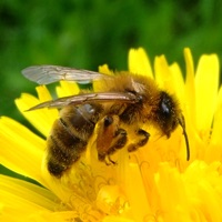 Apiarist 2019 sur PC