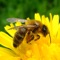 Apiarist2019 allows beekeepers to keep all their hive records in a handy app on their mobile phone