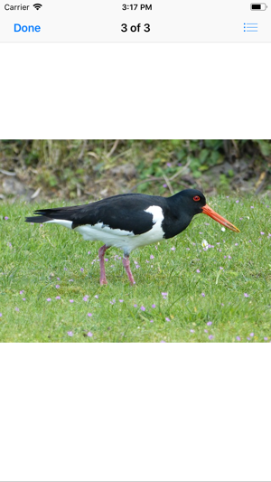 Oystercatcher Stickers(圖4)-速報App