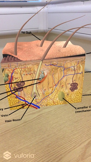 EpidermisAR