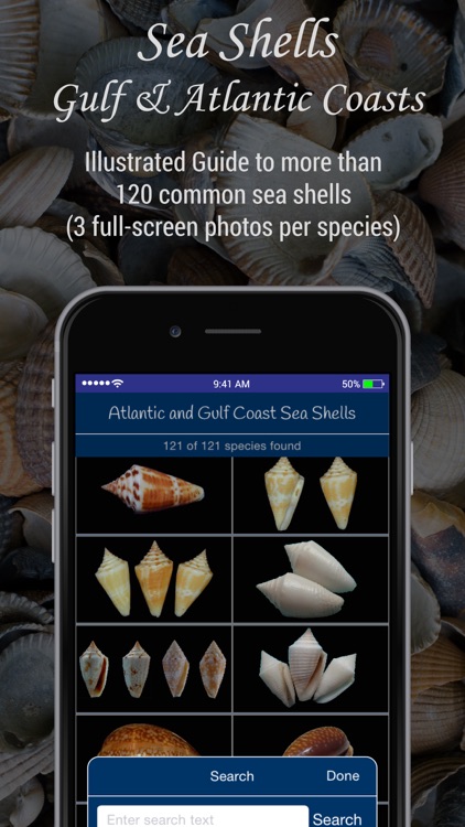 Gulf and Atlantic Sea Shells screenshot-0