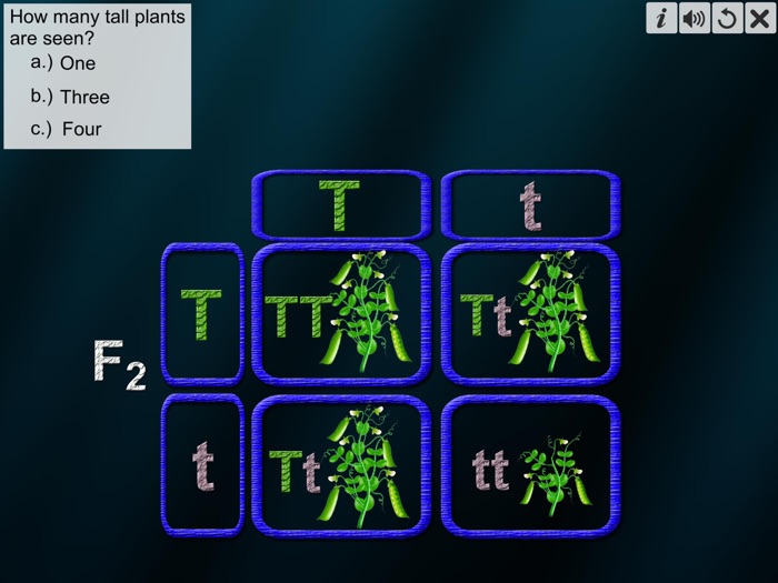 Monohybrid Cross