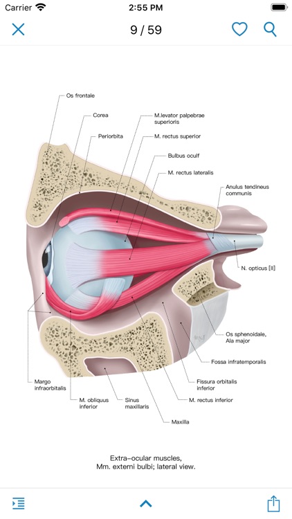 Ocular Anatomy Atlas