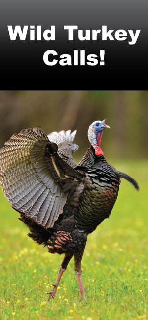 Wild Turkey Calls