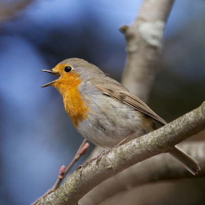 Birds Of Britain