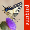 Butterfly Id - UK Field Guide - Mullen & Pohland GbR
