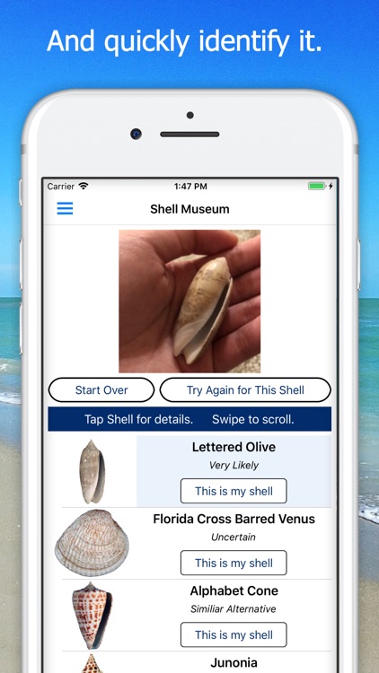 Shell Museum: Identify Shells screenshot-2