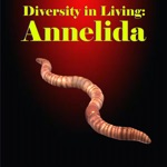 Diversity in Living Annelida