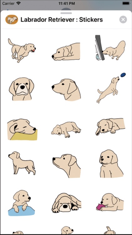 Labrador Retriever : Stickers