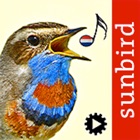 Bird Song Id Netherlands - Automatic Recognition
