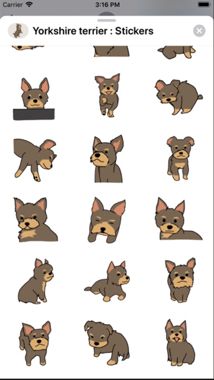 Yorkshire terrier : Stickers