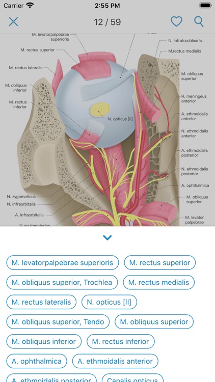 Ocular Anatomy Atlas screenshot-3