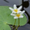 Aquarium and Pond Plant ID