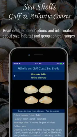 Game screenshot Gulf and Atlantic Sea Shells hack