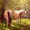 Beautiful collection of Horses Hd Backgrounds