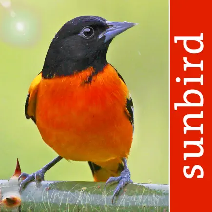 Bird Id USA - backyard birds Cheats