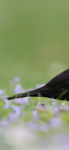Captura 1 Merlin Bird ID por Cornell Lab iphone
