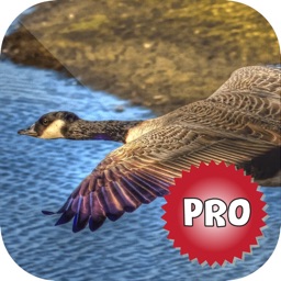 Duck Hunting Calls: Decoy Pro