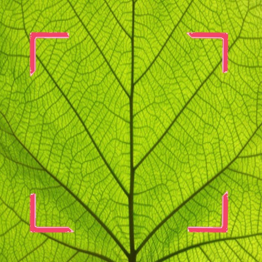 Plant Disease Identifier Plant Disease Identifier