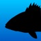 Fish Rules is an innovative way to understand recreational saltwater fishing regulations for state and federal waters from Maine to Texas, California, Hawaii, Bahamas, and the Caribbean