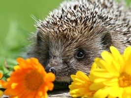 This sticker pack is full of hedgehogs for you to add to your sticker collection