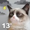 Smile or frown every time you check the weather with the grumpiest forecast ever