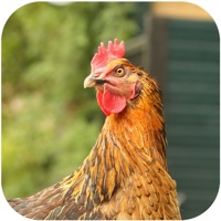 Chickens Magazine app not working? crashes or has problems?