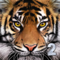 App Icon for Ultimate Tiger Simulator 2 App in Pakistan IOS App Store