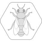 Bienenpfad